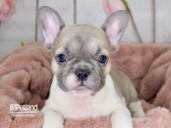 French Bulldog-DOG-Female-Blue Fawn Piebald-3652-Petland Lee's Summit, MO