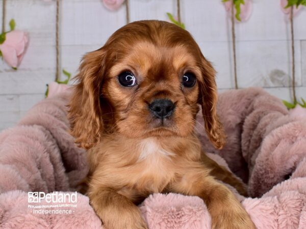 Cavalier King Charles Spaniel-DOG-Male-Ruby-3668-Petland Lee's Summit, MO