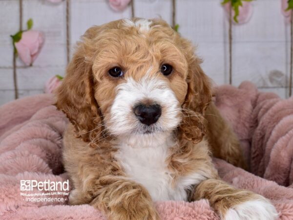 Mini Goldendoodle-DOG-Female--3656-Petland Lee's Summit, MO