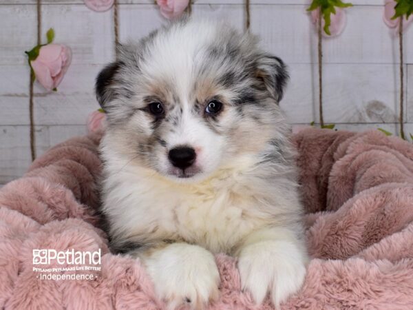 Miniature Australian Eskimo-DOG-Male-Merle-3669-Petland Lee's Summit, MO