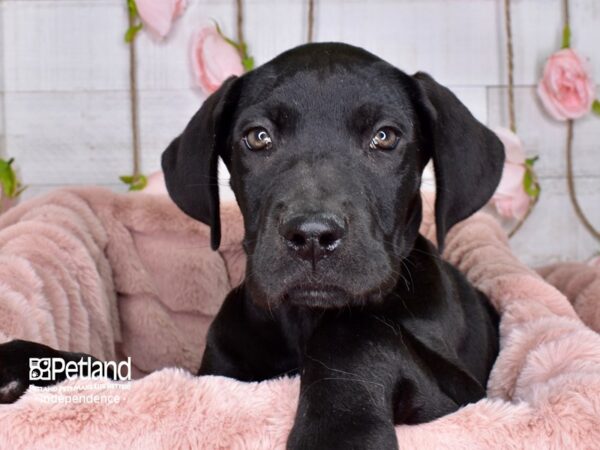 Great Dane-DOG-Female-Black-3664-Petland Lee's Summit, MO