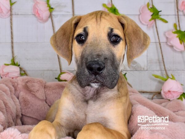 Great Dane-DOG-Male-Fawn-3663-Petland Lee's Summit, MO
