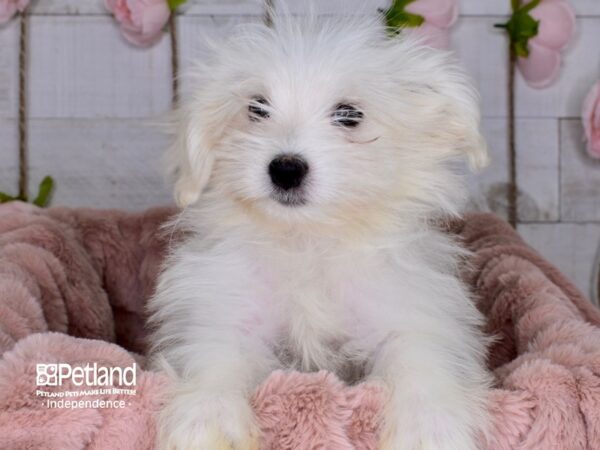 Pom A Poo-DOG-Male-Tan & White-3673-Petland Lee's Summit, MO