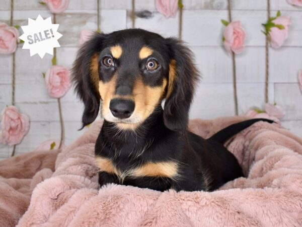 Dachshund-DOG-Male-Black & Tan, Longhaired-3457-Petland Lee's Summit, MO