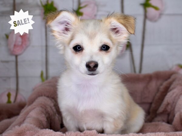 Chihuahua-DOG-Male-Cream-3503-Petland Lee's Summit, MO