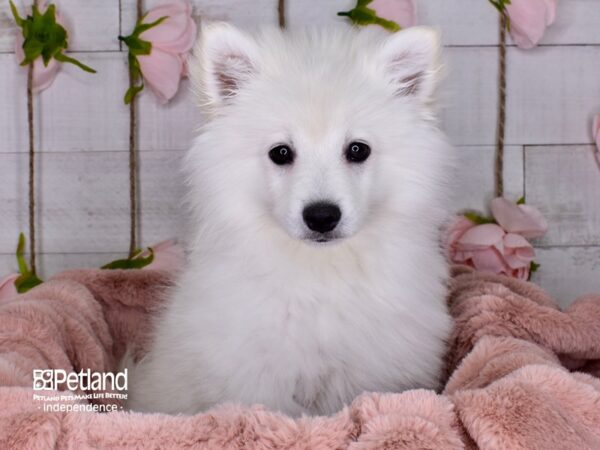 American Eskimo-DOG-Male-White-3590-Petland Lee's Summit, MO