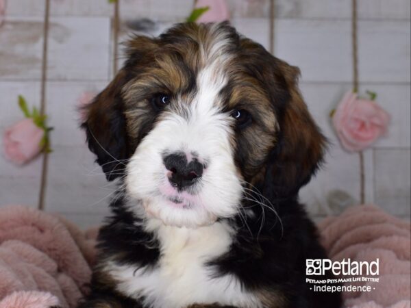 Bernadoodle-DOG-Male-Sable & White-3679-Petland Lee's Summit, MO