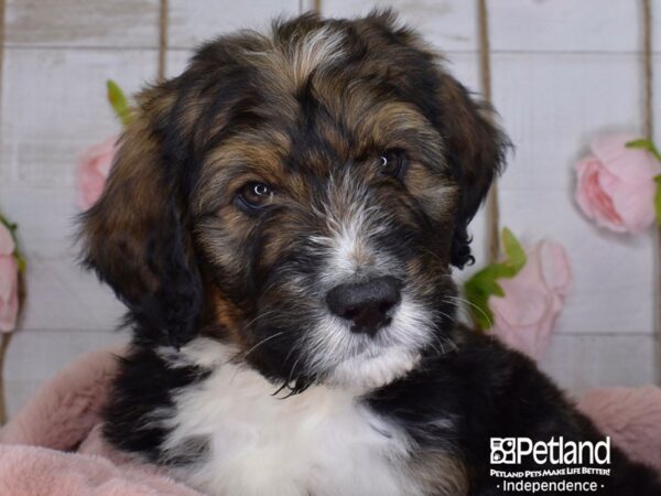 Bernadoodle-DOG-Male-Sable & White-3677-Petland Lee's Summit, MO