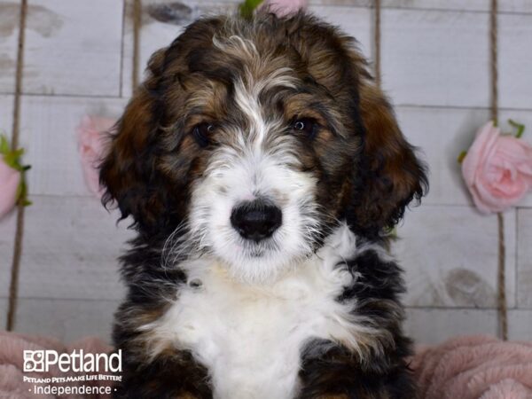 Bernadoodle-DOG-Female-Sable & White-3680-Petland Lee's Summit, MO