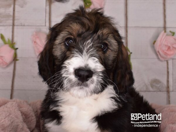 Bernadoodle-DOG-Female-Sable & White-3678-Petland Lee's Summit, MO