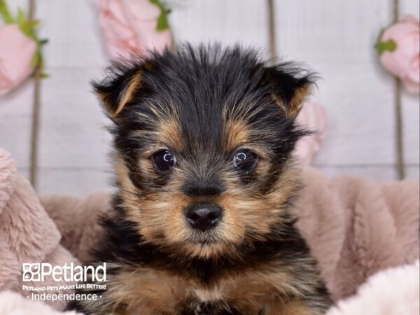 Yorkshire Terrier-DOG-Female-Black and Tan-3676-Petland Lee's Summit, MO