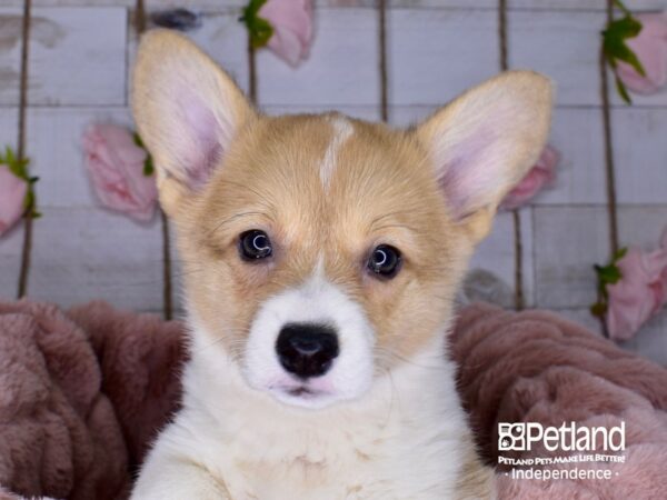 Pembroke Welsh Corgi-DOG-Female-Sable & White-3675-Petland Lee's Summit, MO