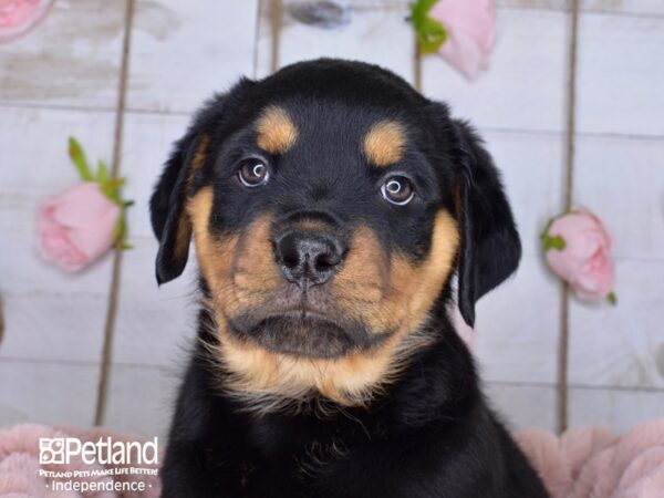 Rottweiler-DOG-Female--3662-Petland Lee's Summit, MO