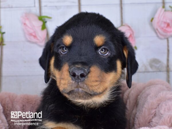 Rottweiler-DOG-Female-Black and Mahogany-3660-Petland Lee's Summit, MO