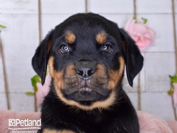 Rottweiler-DOG-Male-Black and Mahogany-3661-Petland Lee's Summit, MO