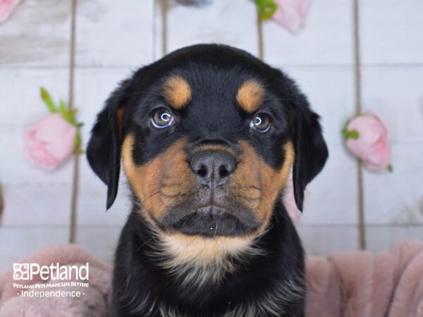 Rottweiler-DOG-Male-Black and Mahogany-3659-Petland Lee's Summit, MO