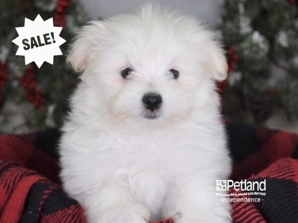 Maltipom-DOG-Female-Cream-3463-Petland Lee's Summit, MO