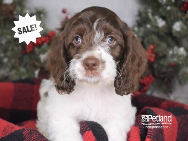 Cockapoo-DOG-Male--3582-Petland Lee's Summit, MO