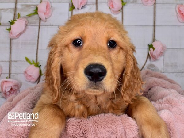 Golden Retriever-DOG-Male-Golden-3687-Petland Lee's Summit, MO