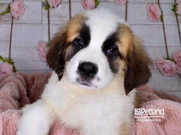 Saint Bernard-DOG-Male-Mahogony and White-3686-Petland Lee's Summit, MO