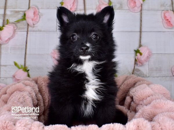 Pomeranian-DOG-Female-Black-3694-Petland Lee's Summit, MO