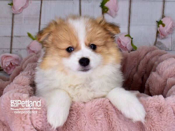 Pomeranian-DOG-Female-Orange and White Parti-3693-Petland Lee's Summit, MO