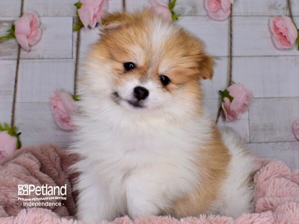 Pomeranian-DOG-Male-Orange and White Parti-3692-Petland Lee's Summit, MO