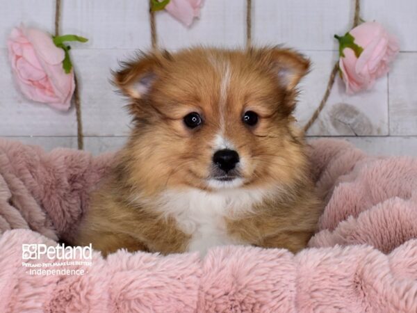 Pomeranian-DOG-Male-Sable-3696-Petland Lee's Summit, MO