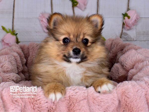 Pomeranian-DOG-Female-Sable-3695-Petland Lee's Summit, MO