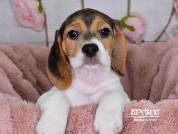 Beagle-DOG-Female-Black White & Tan-3689-Petland Lee's Summit, MO