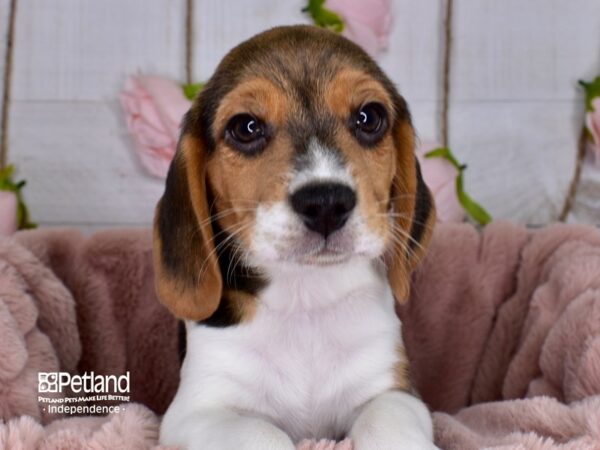 Beagle-DOG-Male-Black White & Tan-3691-Petland Lee's Summit, MO