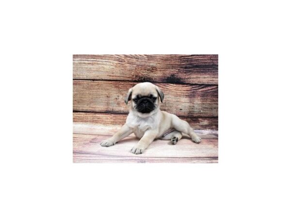 Pug-DOG-Male-Fawn-3698-Petland Lee's Summit, MO