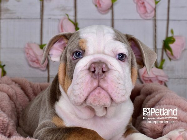 English Bulldog-DOG-Male--3682-Petland Lee's Summit, MO