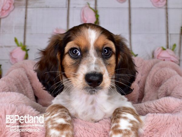 Dachshund-DOG-Female-Red-3697-Petland Lee's Summit, MO