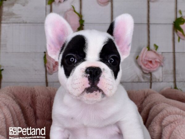French Bulldog-DOG-Female-Black & White Piebald-3700-Petland Lee's Summit, MO