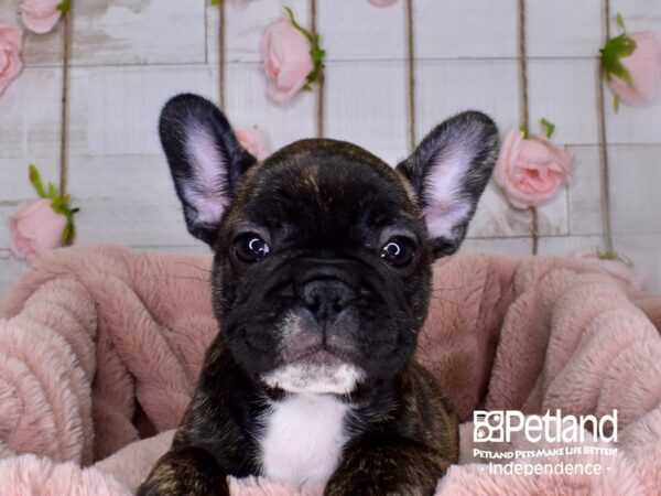 French Bulldog-DOG-Female-Brindle-3701-Petland Lee's Summit, MO
