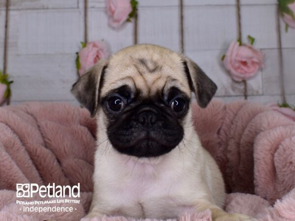 Pug-DOG-Female-Fawn-3699-Petland Lee's Summit, MO