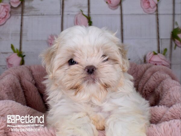 Shih Tzu-DOG-Female-Lavender & White-3704-Petland Lee's Summit, MO