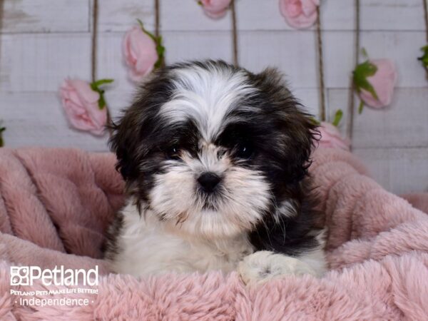Shih Tzu-DOG-Female-Blue Brindle Parti-3703-Petland Lee's Summit, MO