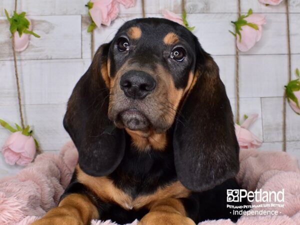 Basset Hound-DOG-Male-Black & Tan-3596-Petland Lee's Summit, MO