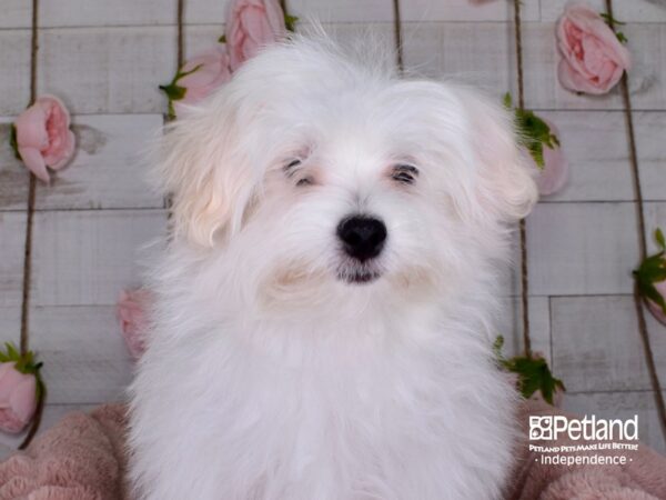 Maltipom-DOG-Female-Cream-3462-Petland Lee's Summit, MO