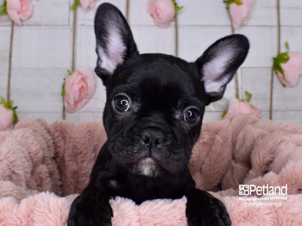 French Bulldog-DOG-Female-Black-3713-Petland Lee's Summit, MO