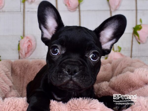 French Bulldog-DOG-Female-Black-3714-Petland Lee's Summit, MO