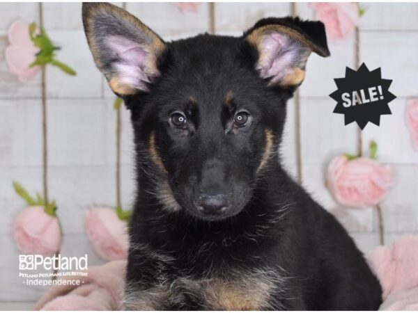 German Shepherd-DOG-Female-Black & Tan-3635-Petland Lee's Summit, MO