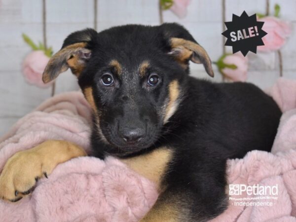 German Shepherd-DOG-Female-Black & Tan-3634-Petland Lee's Summit, MO