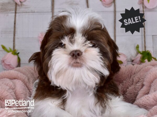 Shih Tzu-DOG-Male-Chocolate & White-3509-Petland Lee's Summit, MO