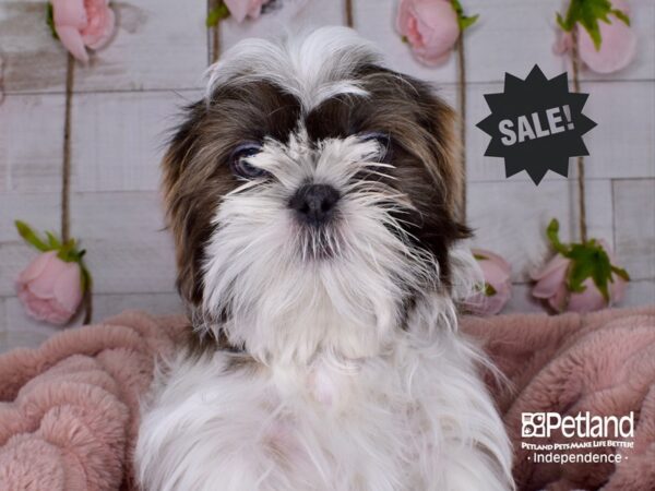 Shih Tzu-DOG-Male-Blue & White-3448-Petland Lee's Summit, MO