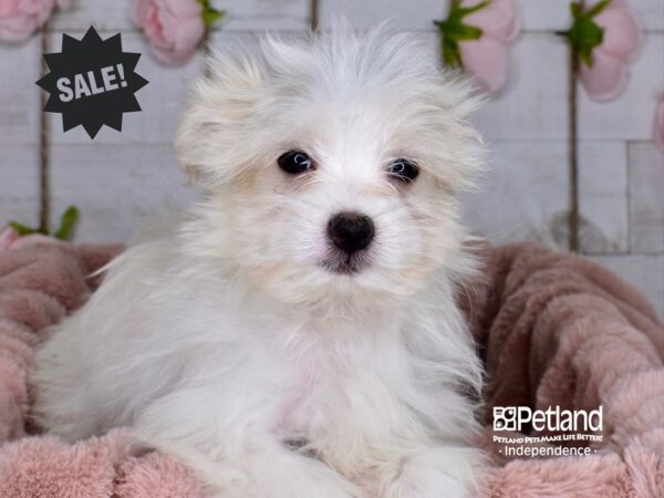 Pom A Poo-DOG-Female-Tan & White-3674-Petland Lee's Summit, MO