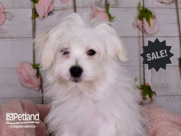 Maltipom-DOG-Male-Cream-3460-Petland Lee's Summit, MO