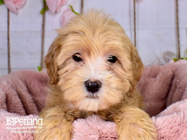 Mini Goldendoodle 2nd Gen.-DOG-Female-Red-3721-Petland Lee's Summit, MO